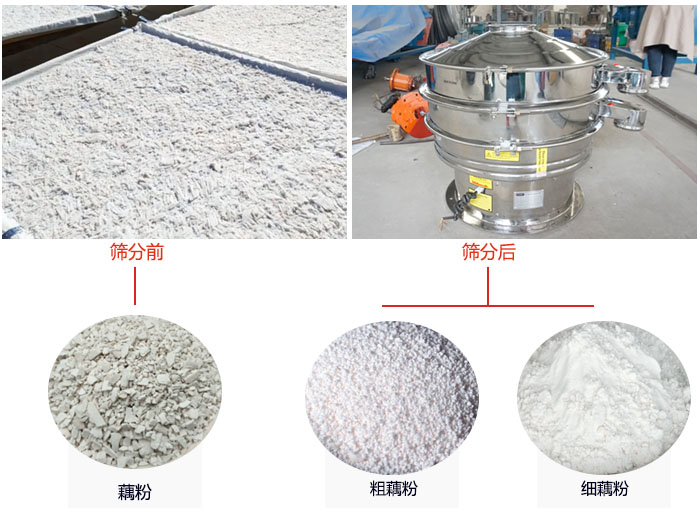 蓮藕淀粉曬干，采用304不銹鋼材質(zhì)藕粉振動篩篩分后前后對比效果圖展示。